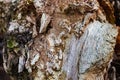 Texture of a broken old tree trunk. Royalty Free Stock Photo
