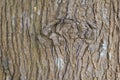 Texture of the brown bark of a tree.