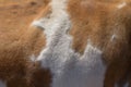 Texture of a brown Cow Coat Royalty Free Stock Photo