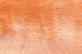 Texture of a brown Cow Coat Royalty Free Stock Photo