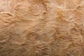 Texture of brown cow skin close up Royalty Free Stock Photo