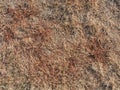 Brown grass dried within extreme dryness. Stalks of dried grass i