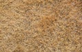 Texture of brown grass dried on sunlight. Dry grass texture background.
