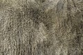 Texture of a brown gray cow coat. Light gray cow hair Close up. Real genuine natural fur, copy space for text. Royalty Free Stock Photo