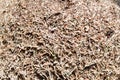 The texture of a brown natural forest anthill with ants a lot of small insects in the forest. The background Royalty Free Stock Photo