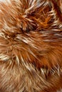 The texture of brown shiny fur.The concept of Greenpeace. Refusal to wear coats