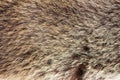 texture brown Siberian bear Ursidae skins Royalty Free Stock Photo