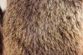 texture brown Siberian bear Ursidae skins Royalty Free Stock Photo