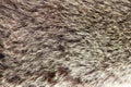 texture brown Siberian bear Ursidae skins Royalty Free Stock Photo