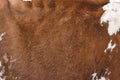 Texture of a brown spotted cow coat. Red and white cow hair Close up. Real genuine natural fur, copy space for text. Royalty Free Stock Photo