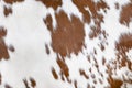 Texture of a brown spotted cow coat. White and red hair cow skin - real genuine natural fur, copy space for text Royalty Free Stock Photo