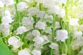 The texture of the buds of lilies of the valley close-up with in bright sunlight