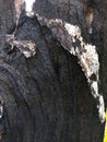 Texture of burned tree bark. black and grey shades.
