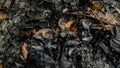 The texture of burnt leaves Royalty Free Stock Photo