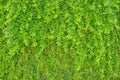 The texture of the Bush. Leave and branches of the shrub. Wall of green leaves, background, close up Royalty Free Stock Photo