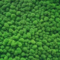 Texture of bushes of green stabilized moss similar to trees in the forest, background Royalty Free Stock Photo