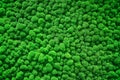 Texture of bushes of green stabilized moss similar to trees with a view from above, background Royalty Free Stock Photo