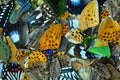 texture of butterfly wings pile up into great collection, colorful background