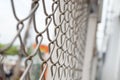 Texture the cage metal net Royalty Free Stock Photo