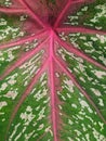 Texture of caladium redstar leaf Royalty Free Stock Photo