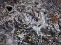 Texture of Calico Patterned Petrified Wood Royalty Free Stock Photo