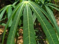 The texture of cassava leaves, nature