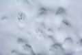 The texture of the cat`s footprints in the snow