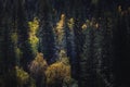 The texture of a cedar forest in the Altai Mountains, showcasing the intricate details of tree trunks