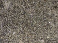 Texture of small gray gravel in cement for background or backdrop