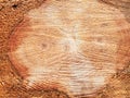 Texture of chainsawf] wood with a double core and crosshatching