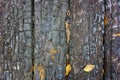 Texture of charred wooden boards. Burnt wooden Board texture. Burned scratched hardwood surface. Royalty Free Stock Photo