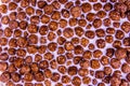 Texture of chocolate cereal balls in milk for the background Royalty Free Stock Photo