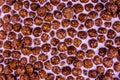 Texture of chocolate cereal balls in milk for the background Royalty Free Stock Photo