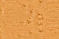 Texture Clean wood, seamless texture wooden