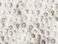 Texture from a closeup of coral rock Royalty Free Stock Photo