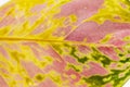 Closeup of pink and yellow leaf in autumn Royalty Free Stock Photo