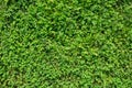 Green Clover Lawn Texture Royalty Free Stock Photo