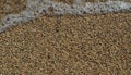 Texture of coarse sea sand close-up, water foam, small pebbles. For design, background, postcards Royalty Free Stock Photo