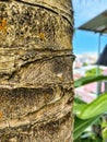 The texture of the coconut tree trunk is brown when viewed up close. Royalty Free Stock Photo