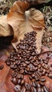 The texture of coffee beans and dried teak leaves