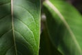 Close up macro shot of a green big leaf