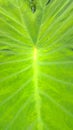 texture of the color of taro leaves that grow wild Royalty Free Stock Photo