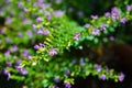 Elfin Herb/Mexican False Heather flowers