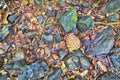 A texture of colorful leaves and stones in a dry creek bed