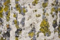 Texture of Colorful Moss on Concrete Wall. Aged wall of old building with multicolored moss, color background, full frame.