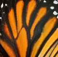 Common Tiger Butterfly wing for design and architecture work