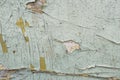 Texture / compositing: Flaking, peeling, old blue and cream paint on wood. 22 Royalty Free Stock Photo