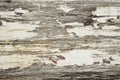 Texture / compositing: Flaking, peeling white paint on wood. 1