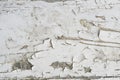 Texture / compositing: Flaking, peeling white paint on wood. 8