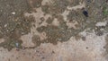Texture of concrete. The background is gray close with concrete. Pattern of asphalt, wall, floor Royalty Free Stock Photo
